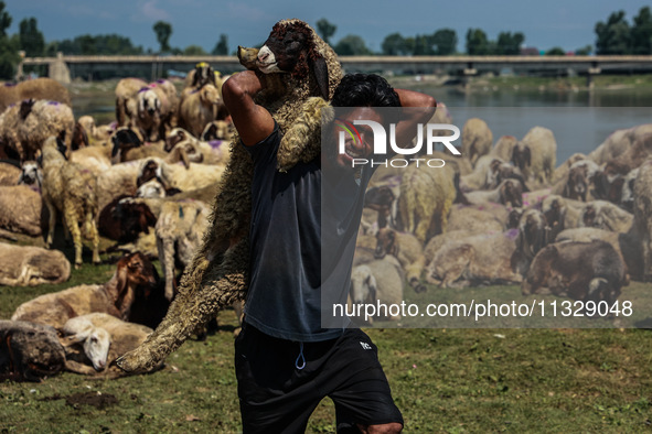 Shepherds are taking sheep towards the river Jhelum for cleaning purposes before selling them in a livestock market ahead of the Muslim fest...