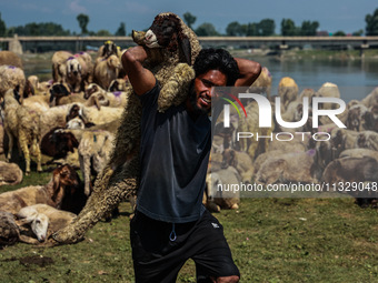 Shepherds are taking sheep towards the river Jhelum for cleaning purposes before selling them in a livestock market ahead of the Muslim fest...