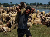 Shepherds are taking sheep towards the river Jhelum for cleaning purposes before selling them in a livestock market ahead of the Muslim fest...