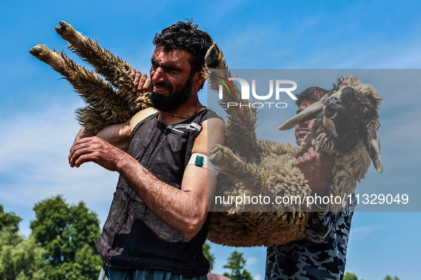 Shepherds are taking sheep towards the river Jhelum for cleaning purposes before selling them in a livestock market ahead of the Muslim fest...