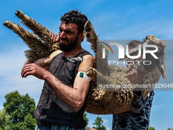 Shepherds are taking sheep towards the river Jhelum for cleaning purposes before selling them in a livestock market ahead of the Muslim fest...