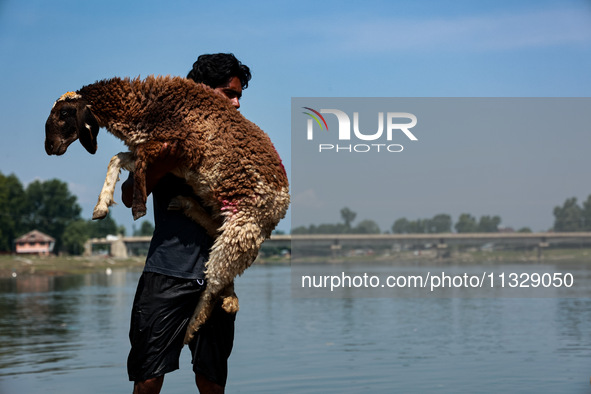 Shepherds are taking sheep towards the river Jhelum for cleaning purposes before selling them in a livestock market ahead of the Muslim fest...