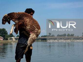 Shepherds are taking sheep towards the river Jhelum for cleaning purposes before selling them in a livestock market ahead of the Muslim fest...