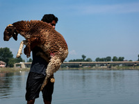 Shepherds are taking sheep towards the river Jhelum for cleaning purposes before selling them in a livestock market ahead of the Muslim fest...