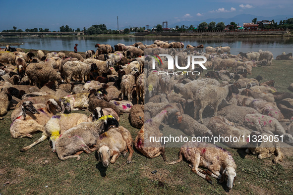 Shepherds are taking sheep towards the river Jhelum for cleaning purposes before selling them in a livestock market ahead of the Muslim fest...