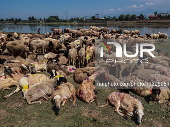 Shepherds are taking sheep towards the river Jhelum for cleaning purposes before selling them in a livestock market ahead of the Muslim fest...