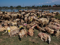 Shepherds are taking sheep towards the river Jhelum for cleaning purposes before selling them in a livestock market ahead of the Muslim fest...