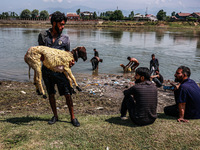 A shepherd is showing a sheep to a customer at a livestock market ahead of the Muslim festival Eid-Ul-Adha in Sopore, Jammu and Kashmir, Ind...