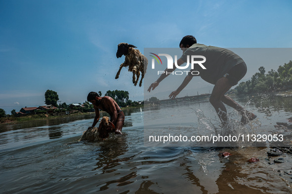 Shepherds are throwing sheep in River Jhelum for cleaning purposes before selling them in a livestock market ahead of the Muslim festival Ei...