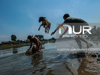 Shepherds are throwing sheep in River Jhelum for cleaning purposes before selling them in a livestock market ahead of the Muslim festival Ei...