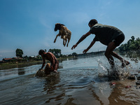 Shepherds are throwing sheep in River Jhelum for cleaning purposes before selling them in a livestock market ahead of the Muslim festival Ei...