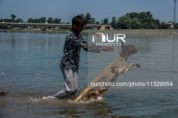 Shepherds are throwing sheep in River Jhelum for cleaning purposes before selling them in a livestock market ahead of the Muslim festival Ei...