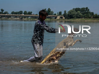 Shepherds are throwing sheep in River Jhelum for cleaning purposes before selling them in a livestock market ahead of the Muslim festival Ei...