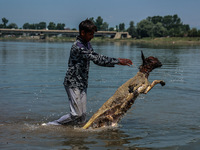 Shepherds are throwing sheep in River Jhelum for cleaning purposes before selling them in a livestock market ahead of the Muslim festival Ei...