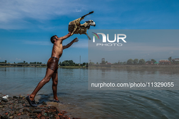 Shepherds are throwing sheep in River Jhelum for cleaning purposes before selling them in a livestock market ahead of the Muslim festival Ei...