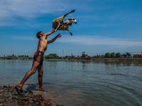 Shepherds are throwing sheep in River Jhelum for cleaning purposes before selling them in a livestock market ahead of the Muslim festival Ei...