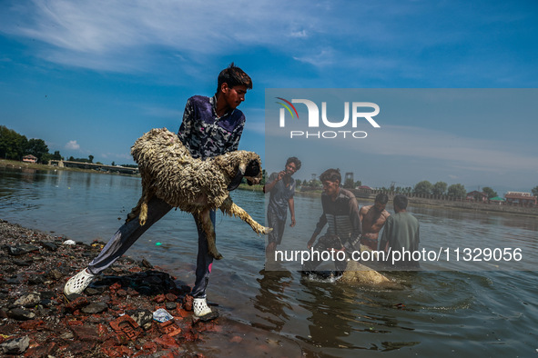 Shepherds are throwing sheep in River Jhelum for cleaning purposes before selling them in a livestock market ahead of the Muslim festival Ei...