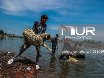 Shepherds are throwing sheep in River Jhelum for cleaning purposes before selling them in a livestock market ahead of the Muslim festival Ei...