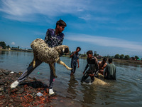 Shepherds are throwing sheep in River Jhelum for cleaning purposes before selling them in a livestock market ahead of the Muslim festival Ei...