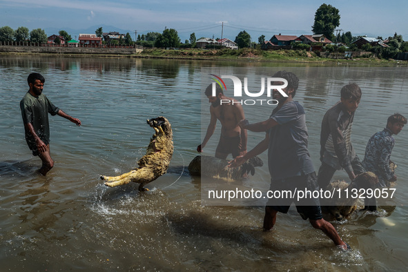 Shepherds are washing sheep in River Jhelum before selling them in a livestock market ahead of the Muslim festival Eid-Ul-Adha in Sopore, Ja...