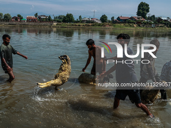 Shepherds are washing sheep in River Jhelum before selling them in a livestock market ahead of the Muslim festival Eid-Ul-Adha in Sopore, Ja...