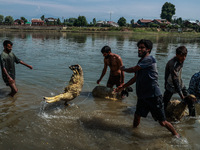 Shepherds are washing sheep in River Jhelum before selling them in a livestock market ahead of the Muslim festival Eid-Ul-Adha in Sopore, Ja...