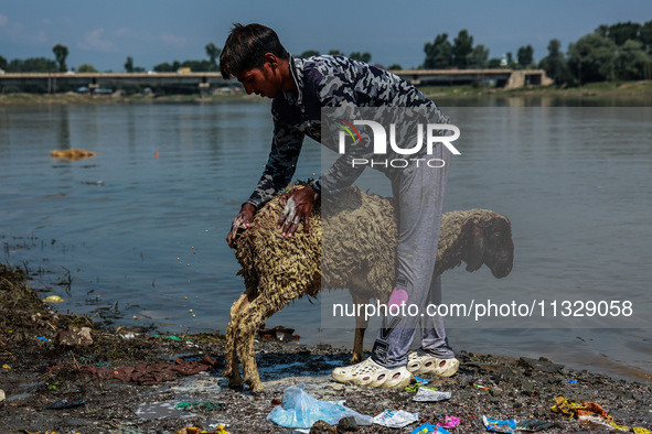 Shepherds are washing sheep in River Jhelum before selling them in a livestock market ahead of the Muslim festival Eid-Ul-Adha in Sopore, Ja...