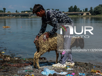 Shepherds are washing sheep in River Jhelum before selling them in a livestock market ahead of the Muslim festival Eid-Ul-Adha in Sopore, Ja...