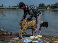 Shepherds are washing sheep in River Jhelum before selling them in a livestock market ahead of the Muslim festival Eid-Ul-Adha in Sopore, Ja...