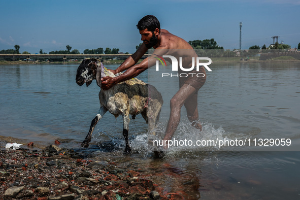 Shepherds are washing sheep in River Jhelum before selling them in a livestock market ahead of the Muslim festival Eid-Ul-Adha in Sopore, Ja...