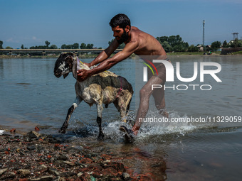 Shepherds are washing sheep in River Jhelum before selling them in a livestock market ahead of the Muslim festival Eid-Ul-Adha in Sopore, Ja...