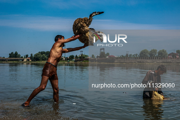 Shepherds are washing sheep in River Jhelum before selling them in a livestock market ahead of the Muslim festival Eid-Ul-Adha in Sopore, Ja...