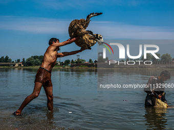 Shepherds are washing sheep in River Jhelum before selling them in a livestock market ahead of the Muslim festival Eid-Ul-Adha in Sopore, Ja...