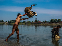 Shepherds are washing sheep in River Jhelum before selling them in a livestock market ahead of the Muslim festival Eid-Ul-Adha in Sopore, Ja...