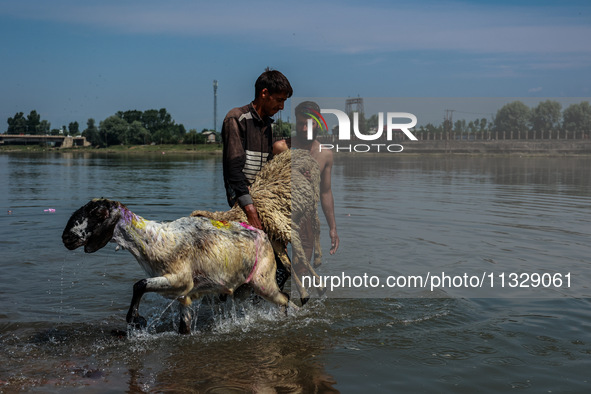 Shepherds are washing sheep in River Jhelum before selling them in a livestock market ahead of the Muslim festival Eid-Ul-Adha in Sopore, Ja...