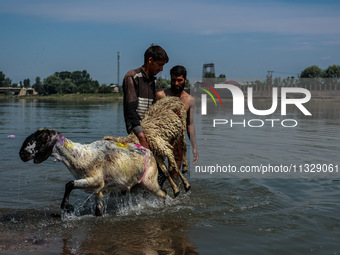 Shepherds are washing sheep in River Jhelum before selling them in a livestock market ahead of the Muslim festival Eid-Ul-Adha in Sopore, Ja...