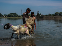 Shepherds are washing sheep in River Jhelum before selling them in a livestock market ahead of the Muslim festival Eid-Ul-Adha in Sopore, Ja...