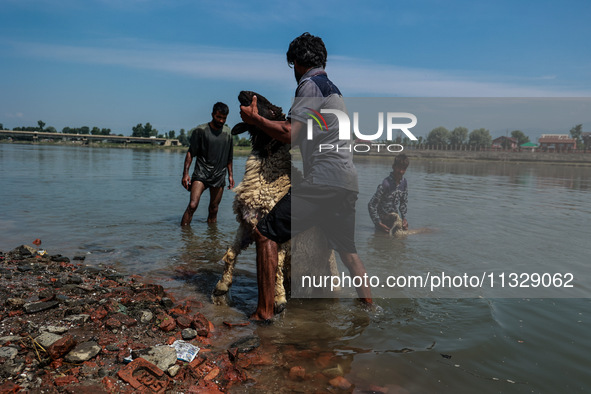 Shepherds are washing sheep in River Jhelum before selling them in a livestock market ahead of the Muslim festival Eid-Ul-Adha in Sopore, Ja...