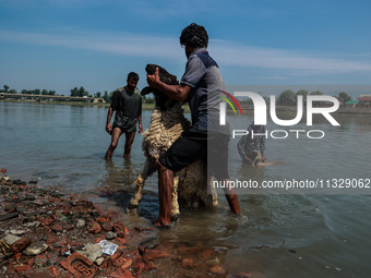 Shepherds are washing sheep in River Jhelum before selling them in a livestock market ahead of the Muslim festival Eid-Ul-Adha in Sopore, Ja...