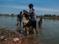 Shepherds are washing sheep in River Jhelum before selling them in a livestock market ahead of the Muslim festival Eid-Ul-Adha in Sopore, Ja...