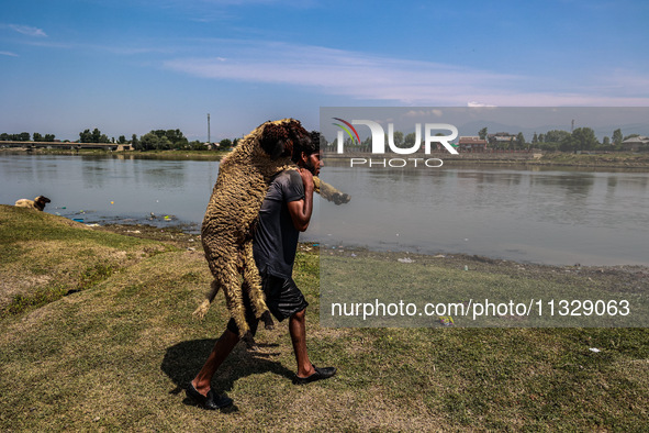 Shepherds are taking sheep towards the river Jhelum for cleaning purposes before selling them in a livestock market ahead of the Muslim fest...