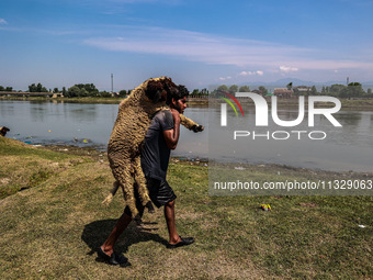 Shepherds are taking sheep towards the river Jhelum for cleaning purposes before selling them in a livestock market ahead of the Muslim fest...