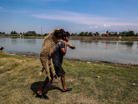 Shepherds are taking sheep towards the river Jhelum for cleaning purposes before selling them in a livestock market ahead of the Muslim fest...