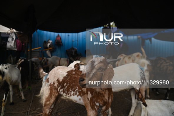 A goat is being seen at a livestock market ahead of the Muslim festival of Eid al-Adha in the old quarters of New Delhi, India, on June 14,...