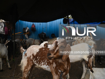 A goat is being seen at a livestock market ahead of the Muslim festival of Eid al-Adha in the old quarters of New Delhi, India, on June 14,...