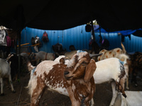 A goat is being seen at a livestock market ahead of the Muslim festival of Eid al-Adha in the old quarters of New Delhi, India, on June 14,...