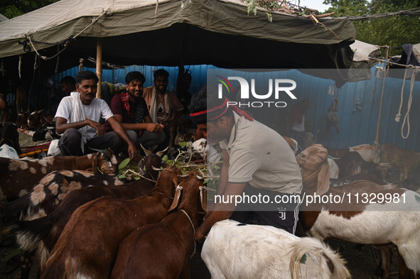 A trader is feeding his goats as he waits for customers in a livestock market ahead of the Muslim festival of Eid al-Adha in the old quarter...