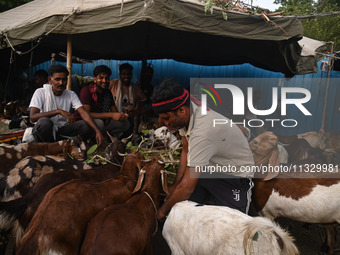 A trader is feeding his goats as he waits for customers in a livestock market ahead of the Muslim festival of Eid al-Adha in the old quarter...