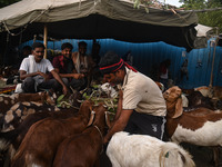 A trader is feeding his goats as he waits for customers in a livestock market ahead of the Muslim festival of Eid al-Adha in the old quarter...