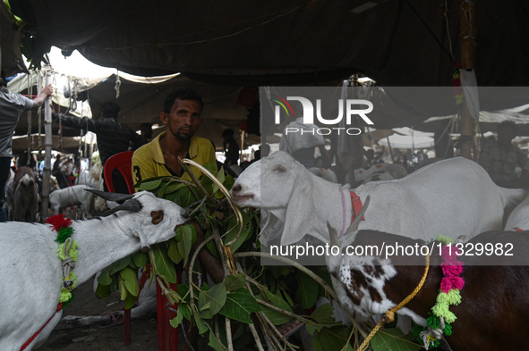 A trader is feeding his goats as he waits for customers in a livestock market ahead of the Muslim festival of Eid al-Adha in the old quarter...